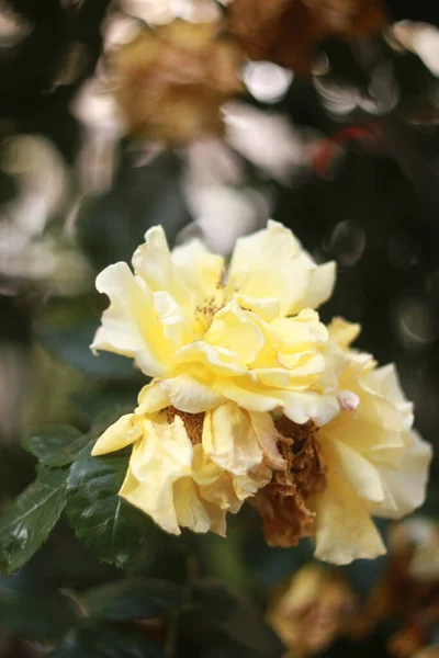 Närbild Skönhet Blommande Rosor Natur Bakgrund För Gratulationskort — Stockfoto