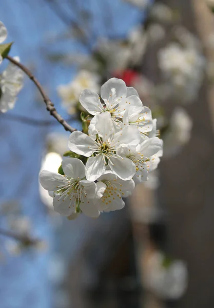 Fioritura Albero Ciliegio Primo Piano Colpo — Foto Stock