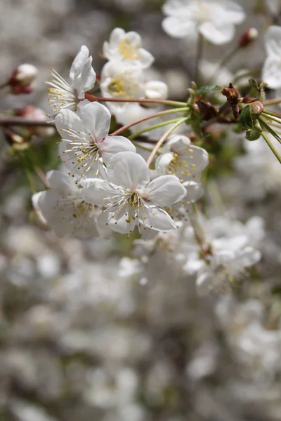 Blooming Cherry Tree Blossom Detailní Záběr — Stock fotografie