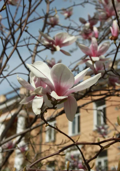 Primer Plano Magnolia Flores Que Florecen Árbol Temporada Primavera —  Fotos de Stock