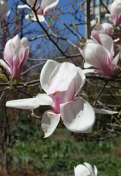 Closeup Magnolia Flowers Blooming Tree Spring Season — Stock Photo, Image