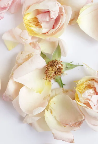 Närbild Skönhet Blommande Rosor Natur Bakgrund För Gratulationskort — Stockfoto