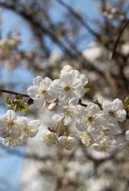 Çiçek açan kiraz ağacının yakın plan çekimi.