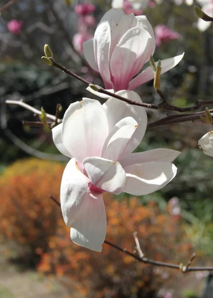 Gros Plan Fleurs Magnolia Fleurissant Arbre Printemps — Photo