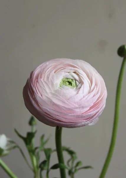 Färsk Stor Rosa Ranunkel Knopp Blomma Hemma Inredning — Stockfoto