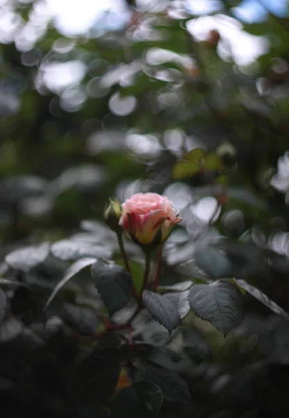 Close Beleza Florescendo Rosas Fundo Natureza Para Cartão Saudação — Fotografia de Stock