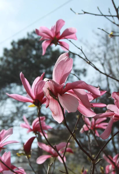 Primer Plano Magnolia Flores Que Florecen Árbol Temporada Primavera — Foto de Stock