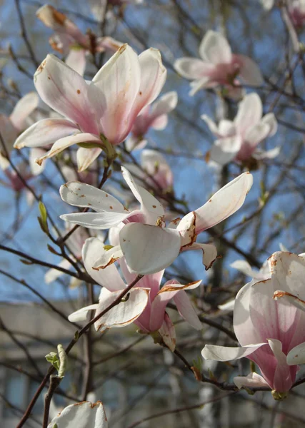 春には木に咲くモクレンの花を閉じる — ストック写真