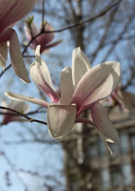 Bahar mevsiminde ağaçta açan manolya çiçeklerine yakın çekim  