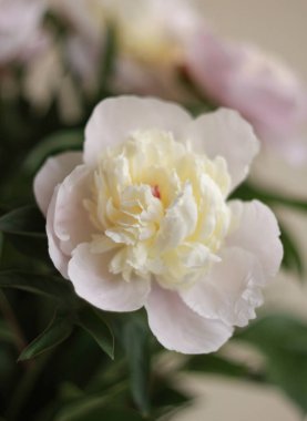 Yumuşak taze şakayık çiçeği güzel sanat fotoğrafı, tarafsız bir arkaplan.