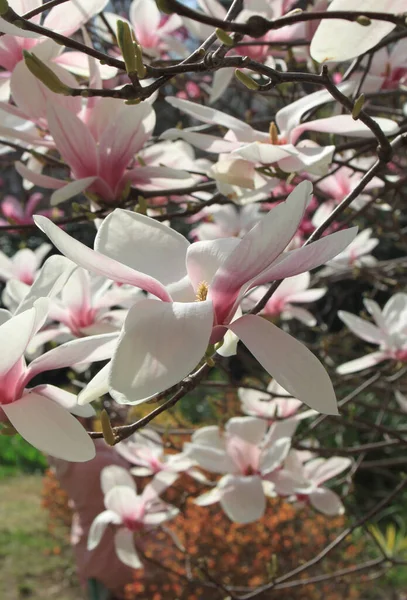 春季树上盛开的木兰花的花冠 — 图库照片