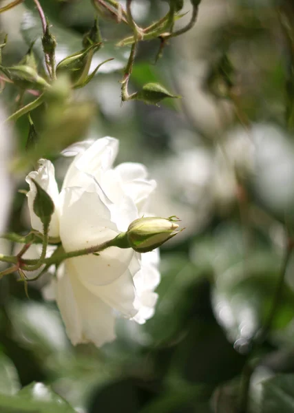 Hösten Ros Blommar Trädgården — Stockfoto