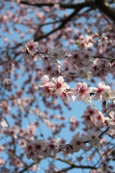 Primo Piano Fiori Magnolia Che Fioriscono Albero Durante Stagione Primavera — Foto Stock