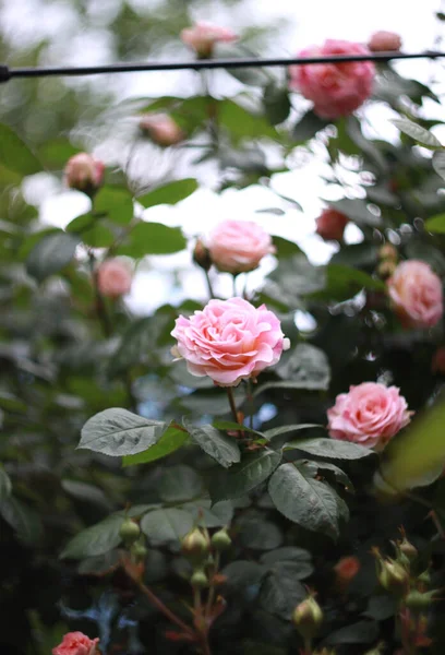 Jardín Rosas Frescas Plena Floración Ramo Flores Con Fondo Bokeh — Foto de Stock