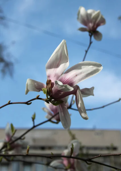 Primer Plano Magnolia Flores Que Florecen Árbol Temporada Primavera —  Fotos de Stock