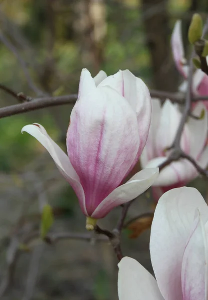 Close Van Magnolia Bloemen Bloeien Bij Boom Het Voorjaar — Stockfoto