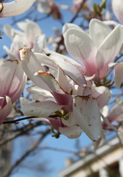 Primer Plano Magnolia Flores Que Florecen Árbol Temporada Primavera —  Fotos de Stock