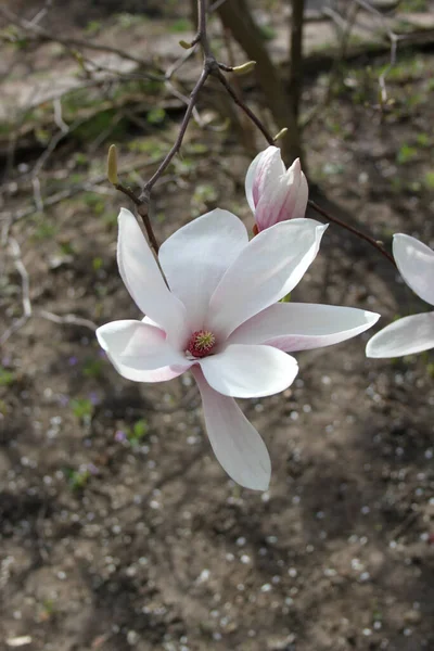 Zbliżenie Magnolii Kwiaty Kwitnące Drzewie Sezonie Wiosennym — Zdjęcie stockowe