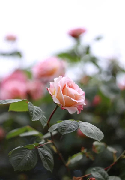 Friss Rózsa Kert Teljes Virágos Virág Csokor Bokeh Háttér Kézi — Stock Fotó
