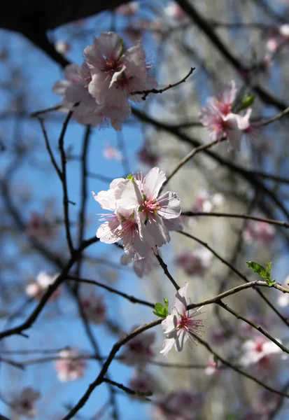 Primo Piano Fiori Magnolia Che Fioriscono Albero Durante Stagione Primavera — Foto Stock