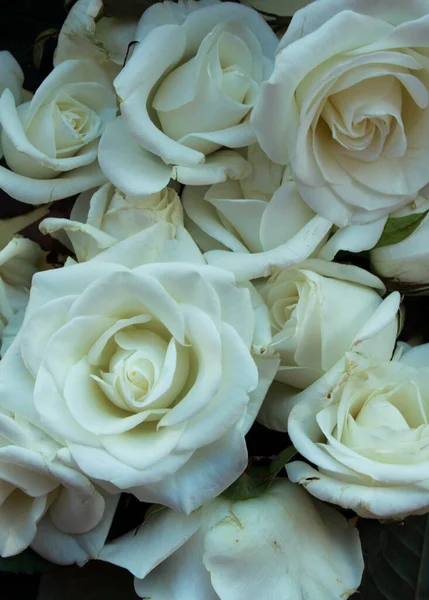 Hermosas Rosas Fondo Floral Cerca Captura Estudio — Foto de Stock