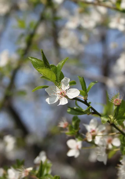 Blooming Cherry Tree Blossom Detailní Záběr — Stock fotografie
