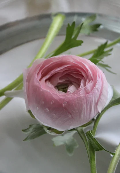 Pink ranunculus flower photo home decor