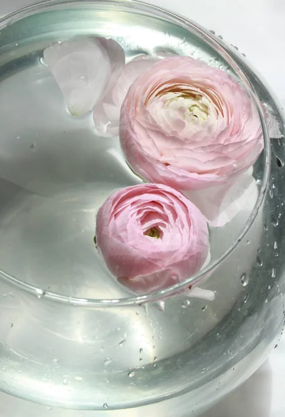Rosa Ranunculus Blommor Foto Heminredning — Stockfoto