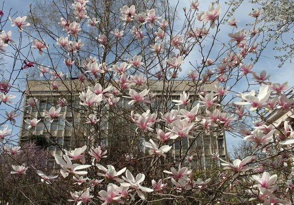 Primer Plano Magnolia Flores Que Florecen Árbol Temporada Primavera —  Fotos de Stock