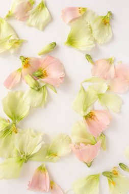 Güzel çiçek arkaplanı, yakın plan. Stüdyo çekimi