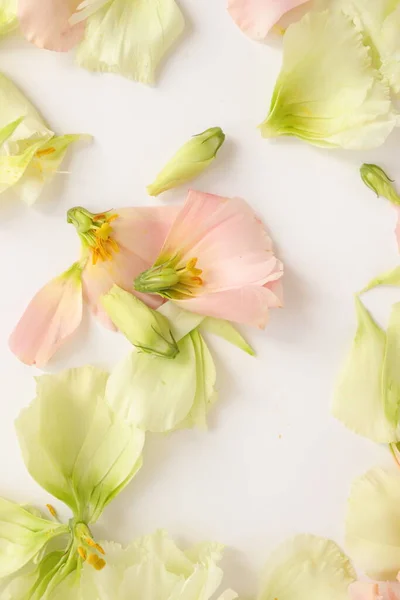 Vacker Blommig Bakgrund Närbild Studioinspelning — Stockfoto