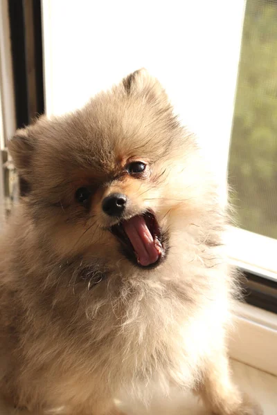 Engraçado Filhote Cachorro Bonito Casa — Fotografia de Stock