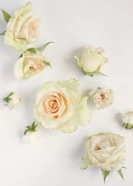 Красивые Розы Цветочный Фон Закрыть Снимок Студии — стоковое фото
