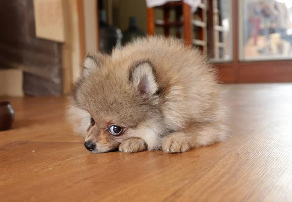 Simpatico Cucciolo Carino Casa — Foto Stock