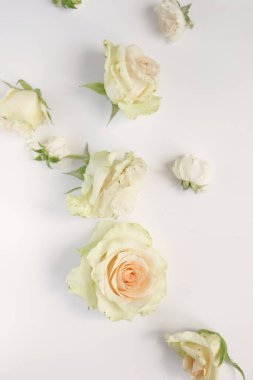 Güzel güller çiçek arkaplanı, yakın plan. Stüdyo çekimi