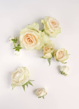 Güzel güller çiçek arkaplanı, yakın plan. Stüdyo çekimi