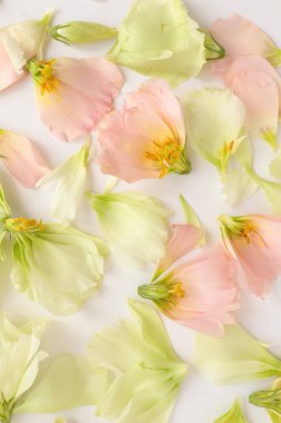 Güzel çiçek arkaplanı, yakın plan. Stüdyo çekimi