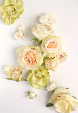 Güzel güller çiçek arkaplanı, yakın plan. Stüdyo çekimi