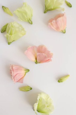 Güzel çiçek arkaplanı, yakın plan. Stüdyo çekimi