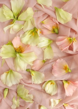 Güzel çiçek arkaplanı, yakın plan. Stüdyo çekimi