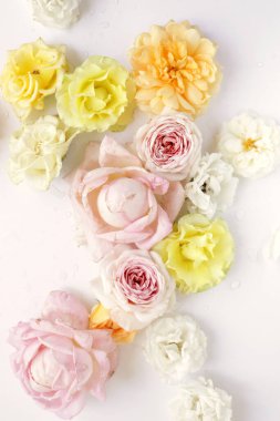 Güzel güller çiçek arkaplanı, yakın plan. Stüdyo çekimi