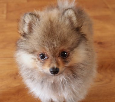 Evdeki sevimli köpek yavrusu.