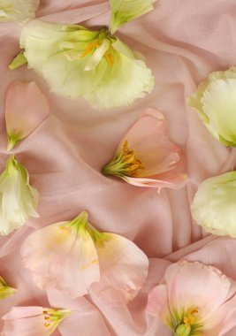 Güzel çiçek arkaplanı, yakın plan. Stüdyo çekimi