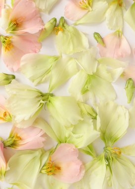 Güzel çiçek arkaplanı, yakın plan. Stüdyo çekimi