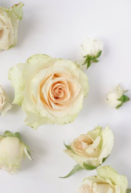 Güzel güller çiçek arkaplanı, yakın plan. Stüdyo çekimi