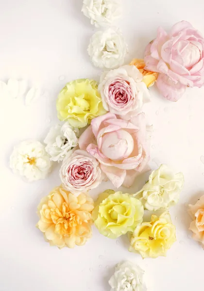Красивые Розы Цветочный Фон Закрыть Снимок Студии — стоковое фото