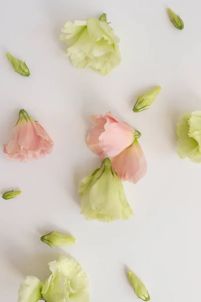 Hermoso Fondo Floral Cerca Captura Estudio — Foto de Stock