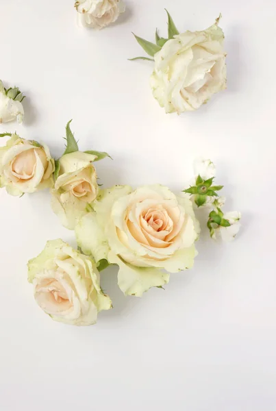 Piękne Róże Kwiatowe Tło Zbliżenie Zdjęcia Studyjne — Zdjęcie stockowe