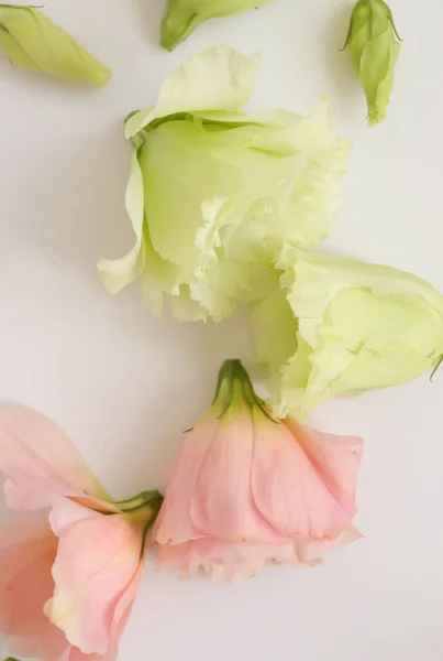 Hermoso Fondo Floral Cerca Captura Estudio — Foto de Stock