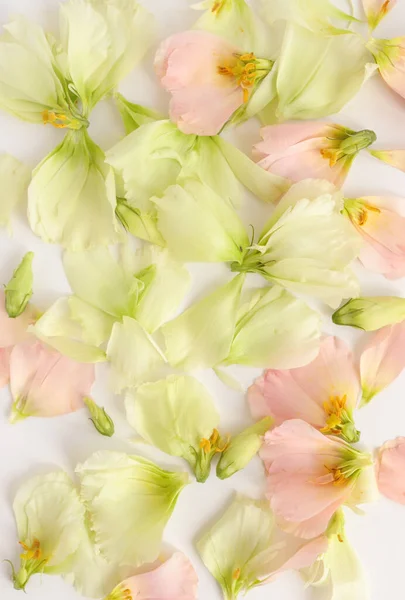 Hermoso Fondo Floral Cerca Captura Estudio — Foto de Stock